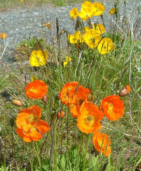 Blomster Valmuer