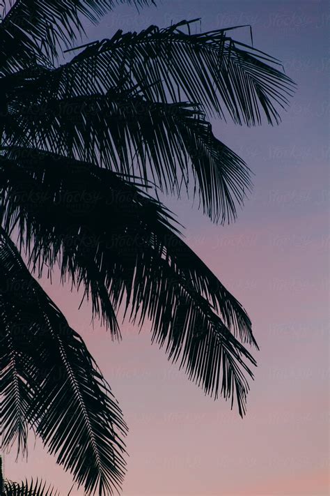 "Palm Tree Leaves Silhouette At Dusk" by Stocksy Contributor "Alejandro ...