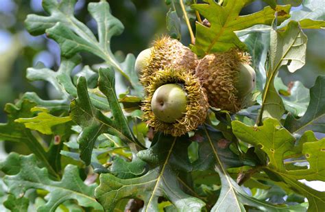 Burr Oak Trees – Pecan Creek Nursery