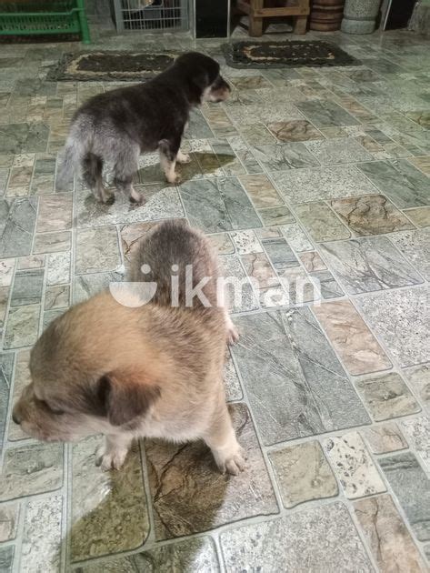 German Shepherd Puppies For Sale In Nittambuwa Ikman