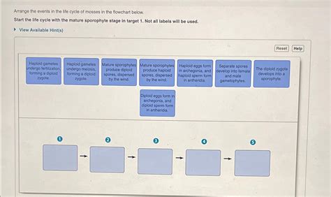 Solved Arrange The Events In The Life Cycle Of Mosses In The Chegg