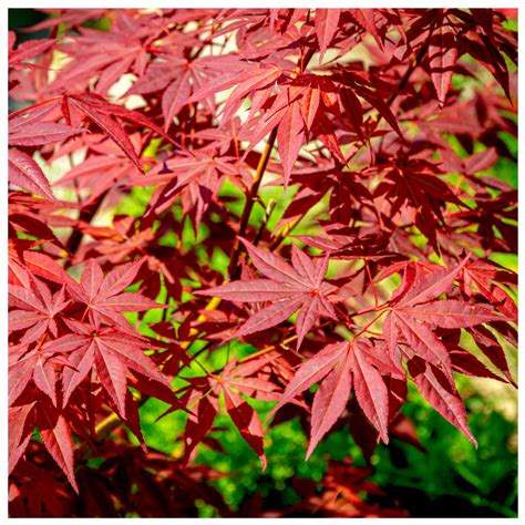 Japanese Purple Maple Tree Acer Palmatum Atropurpureum Plant 15 20cm