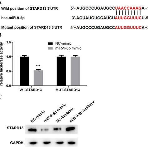 Microrna P Directly Targets Stard A Binding Sites Between Stard