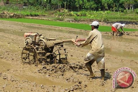 Pertanian Penyumbang Terbesar Pdrb Bengkulu Antara News Bengkulu