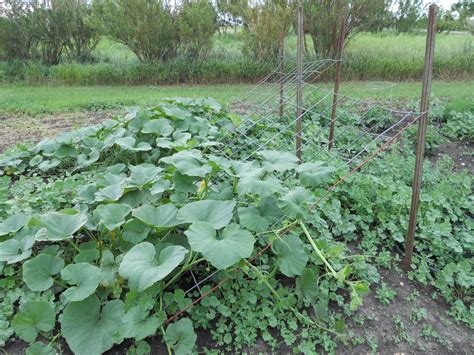 Gwen's Gardens: Squash Trellis