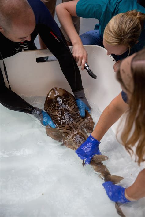 Cornell AQUAVET students live the life aquatic | Cornell University College of Veterinary Medicine