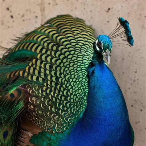 Green and Blue Peacock Feather | Premium AI-generated image