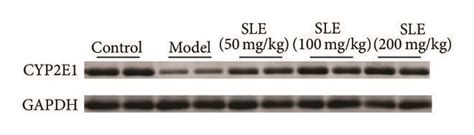 Sle Attenuates Ccl4 Induced Oxidative Stress A Lipid Peroxidation