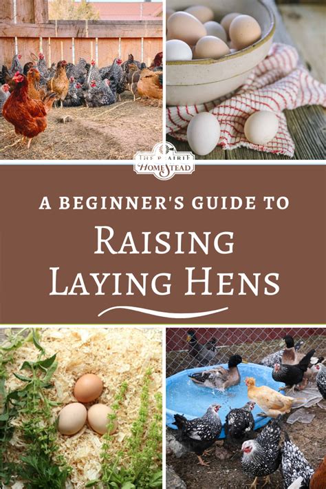 Beginner S Guide To Raising Laying Hens The Prairie Homestead