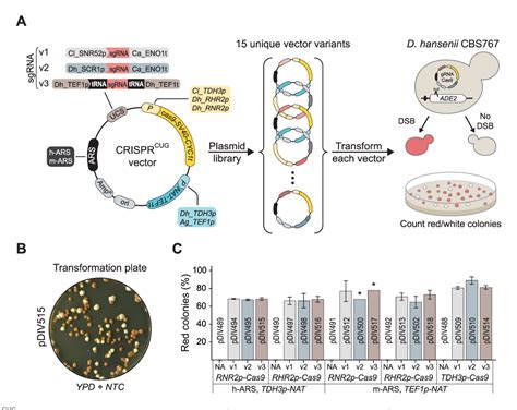 Figure From A Crispr Cas Method Facilitates Efficient Oligo Mediated