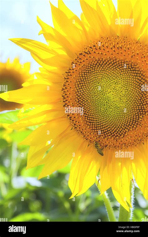 Yellow Sunflowers On Field Stock Photo Alamy