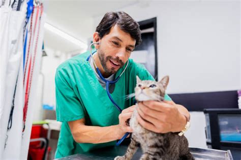100+ Free Veterinarian & Vet Images - Pixabay