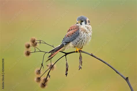 Foto De American Kestrel Falco Sparverius Is The Smallest And Most