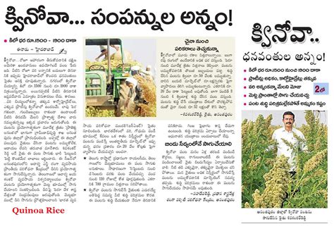 Simple, easy and Profitable Farming: Quinoa rice (క్వినోవ )