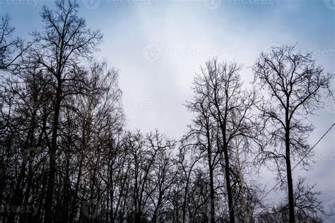 Leafless branches of park winter trees 12872755 Stock Photo at Vecteezy