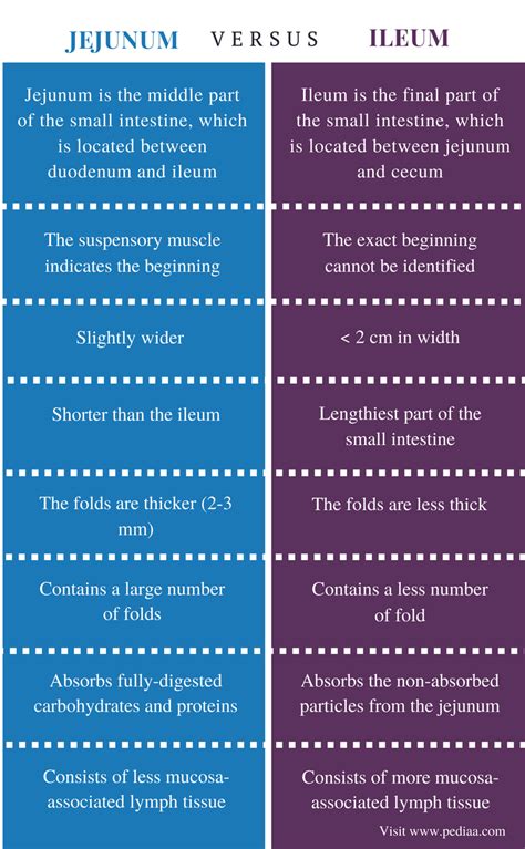 Difference Between Jejunum and Ileum | Definition, Anatomy, Physiology