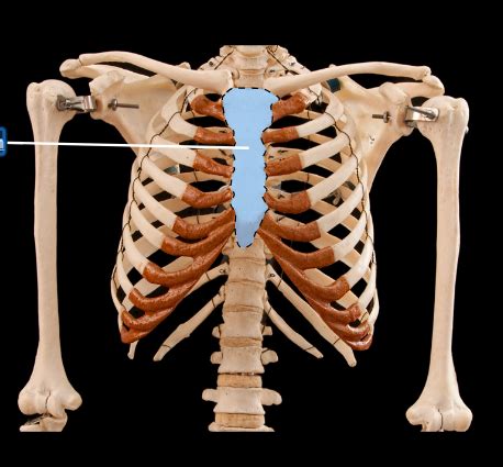 Ribs And Sternum Lab Practical Flashcards Quizlet