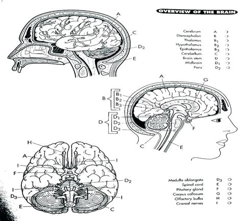 Cranial Nerve Face Drawing With Numbers at PaintingValley.com | Explore ...