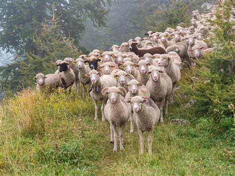 Australia's Sheep Overflow: Farmers Giving Them Away for Free ...