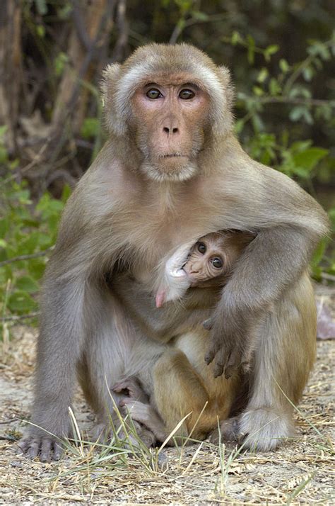 Rhesus Macaque Macaca Mulatta Mother Photograph by Pete Oxford