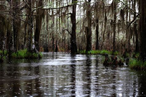 The importance of wetlands for biodiversity conservation - Itra Foundation