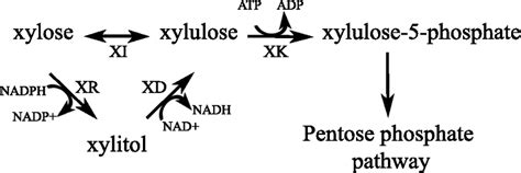 Two Common Xylose Metabolism Pathways In Microorganisms Xylose Can Be Download Scientific