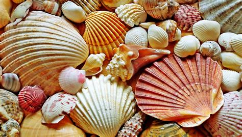 Shells Seashells Beach Free Photo On Pixabay