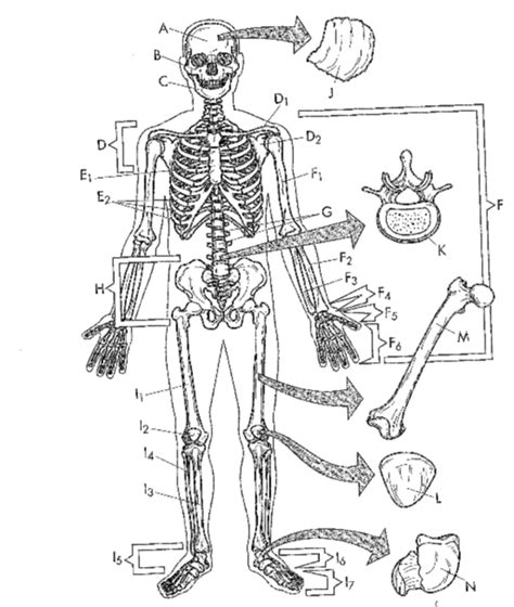 Skeletal System Diagram Quizlet