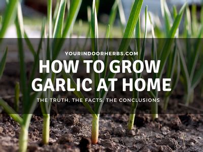 How To Grow Garlic At Home We Did It For You Your Indoor Herbs And