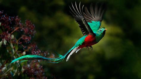 Quetzal Bird Is Hovering In Blur Green Background HD Birds Wallpapers ...