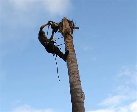 Palm Tree Removal Adelaide - Your Palm Tree Removal Services in Adelaide | CTL Services