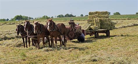 About Our Farm Amos Miller Organic Farm