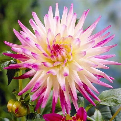 Dahlias décoratifs acheter bulbes directement de Hollande en 2023