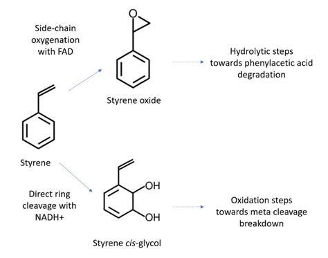 Two Major Aerobic Degradation Routes Of Styrene In Microorganisms Such