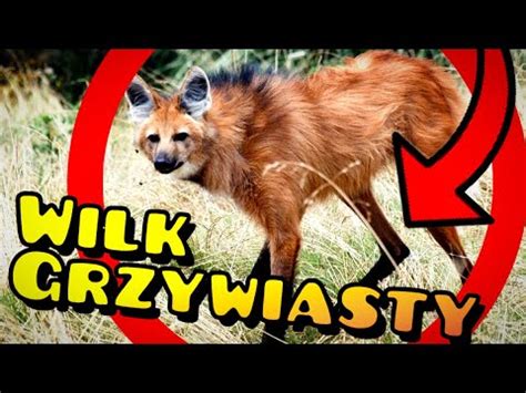 Wilk Grzywiasty Ciekawostki Youtube