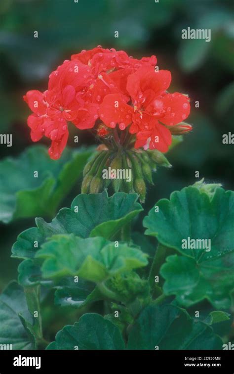 Geranios pelargonios fotografías e imágenes de alta resolución Alamy