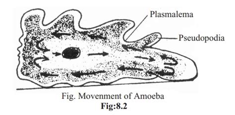 Amoeba Locomotion