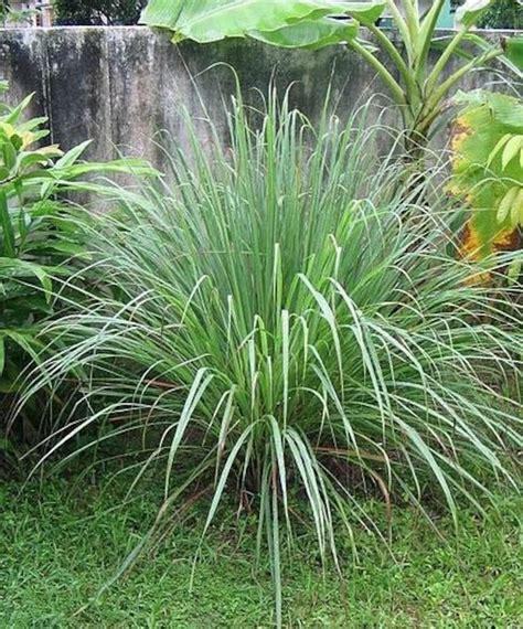 CITRONELLA GRASS Fragrant Lemon Scented Cymbopogon Winterianus | Etsy