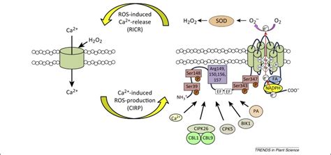 A Tidal Wave Of Signals Calcium And Ros At The Forefront Of Rapid