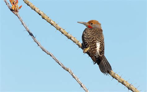 Gilded Flicker | Audubon Field Guide