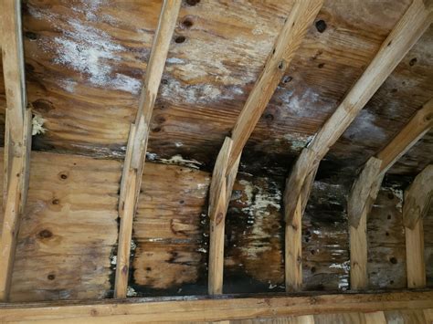 Shed Roof Is Black And Has Water Damage Home Improvement