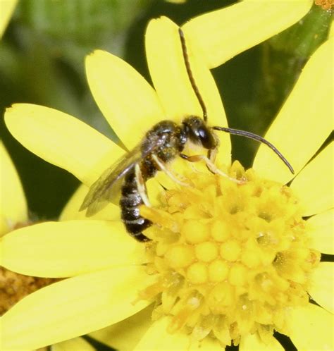 Bronze Furrow Bee Halictus Tumulorum Briantspuddle Wildlife