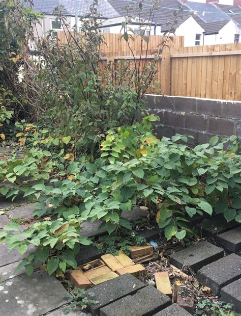 How To Kill Or Permanently Remove Japanese Knotweed Environet