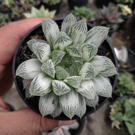 Haworthia Exotic Plants In Pakistan Lush Nursery