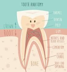 What in the World Is a "Baby Root Canal"? - Parkview Dental