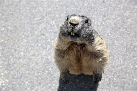 Alpine Marmot at Swiss Alps. Switzerland. Europe Stock Image - Image of ...