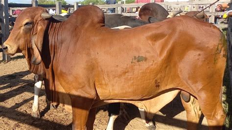 Feira de gado Só as pareias em Dois Riachos AL 06 03 2024 nordeste