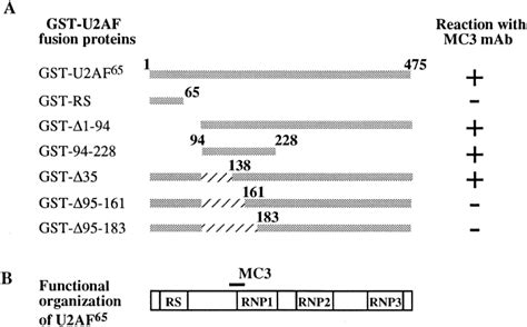 Epitope Mapping Of U2AF65 A Diagram Showing The Reactivity Of MAb