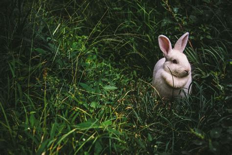 Bunny Breed Guide New Zealand White Rabbit Pethelpful