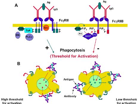 Genomic organization of the Fc γ -receptor locus for various species ...